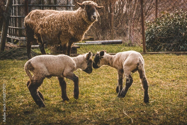 Obraz sheep and small lambs