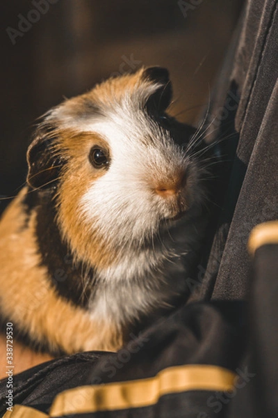 Obraz guinea pig on the black background