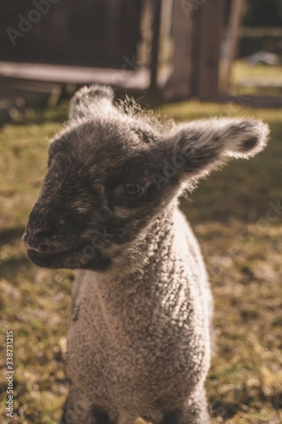 Obraz portrait of small lamb