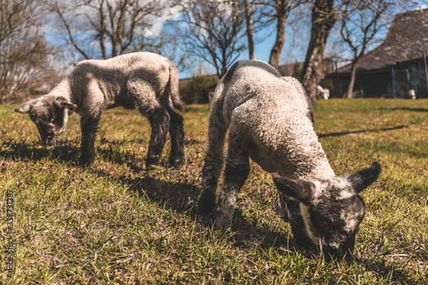 Obraz two small lamb on meadow