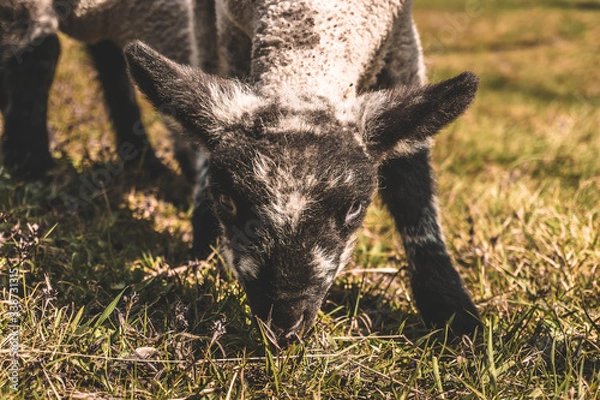 Obraz portrait of small lamb