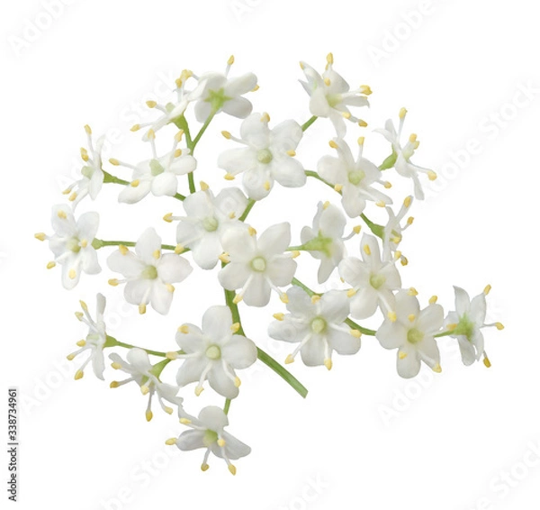 Obraz Holunderblüten