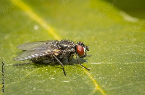 Fototapeta Close up of an insect Face fly