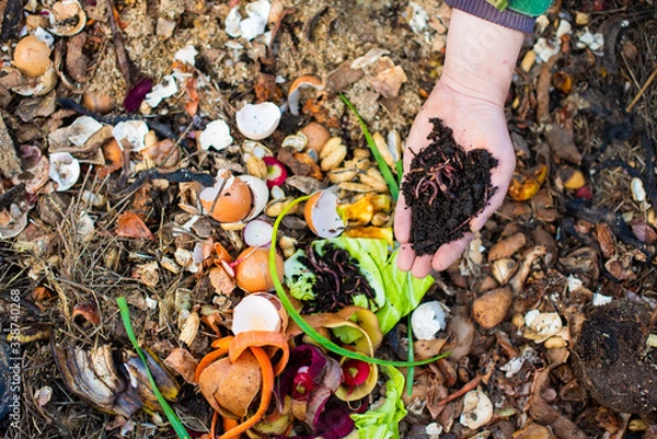 Fototapeta red worms on the male palm for vermicomposting organic food scraps