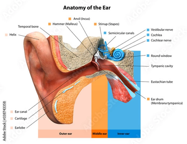 Obraz Human ear anatomy. Ears inner structure, Medical Education Chart of Biology,Human ear in medical concept, anatomical structure,3D rendering