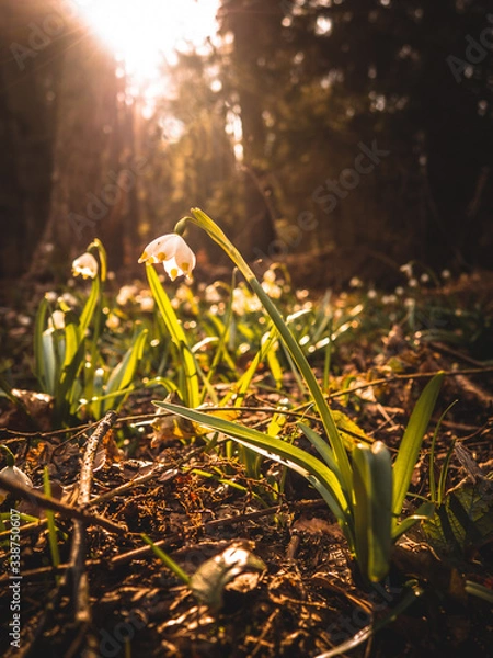 Obraz flowers in sunshine in spring