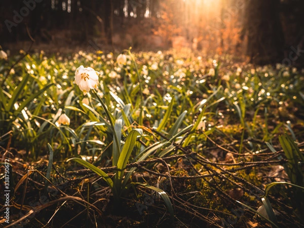 Obraz flowers in sunshine in spring