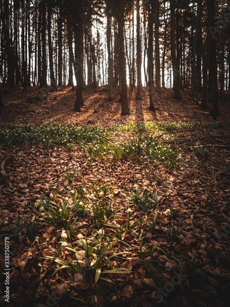 Obraz spring flowers in sunryas in forest