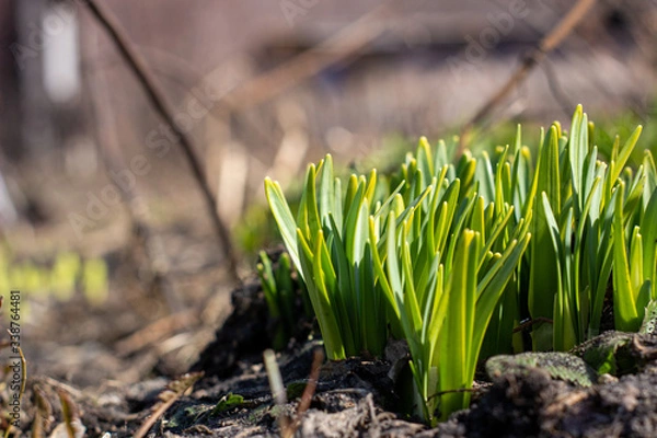 Fototapeta Daffodils sprout through the ground in spring