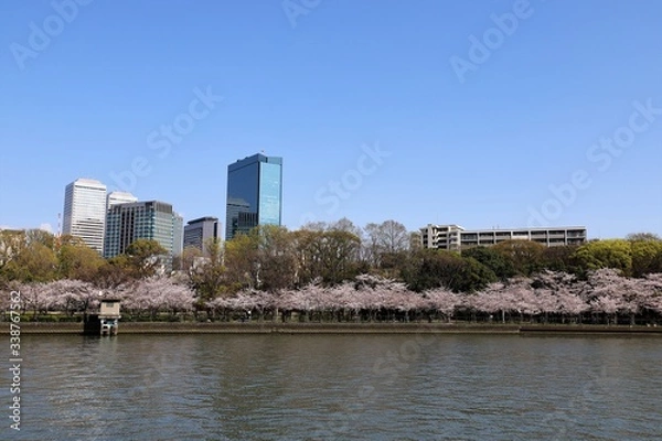 Fototapeta 大阪の桜並木