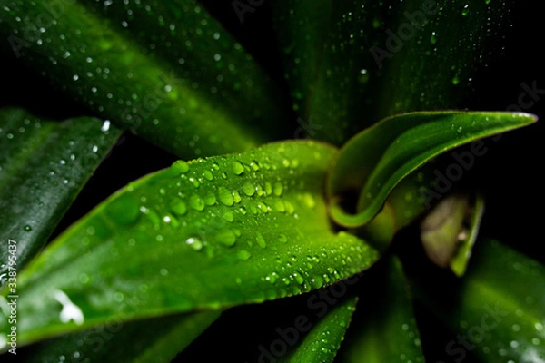 Obraz drops of water on large green leaves