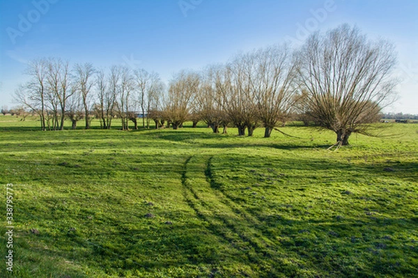 Obraz trees on a green meadow, beautiful spring landscape in Poland