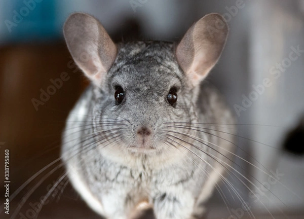 Fototapeta Fluffy chinchilla