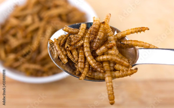 Obraz Mehlwürmer auf Löffel