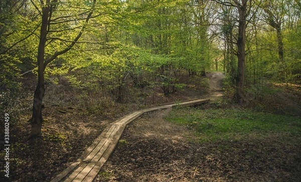 Obraz path in the forest