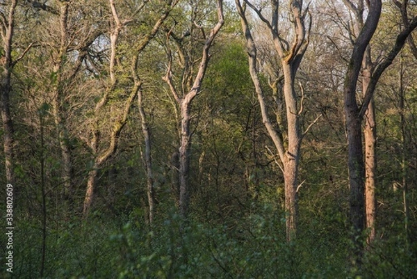 Obraz trees in the woods