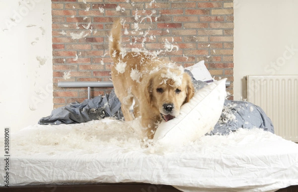 Obraz Pies niszczy poduszkę