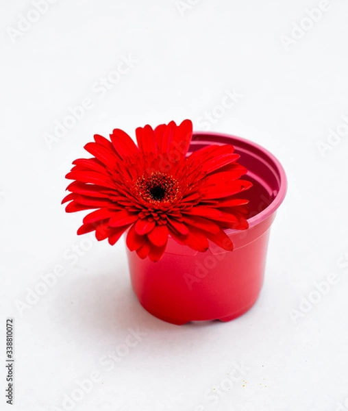 Obraz Red gerbera
