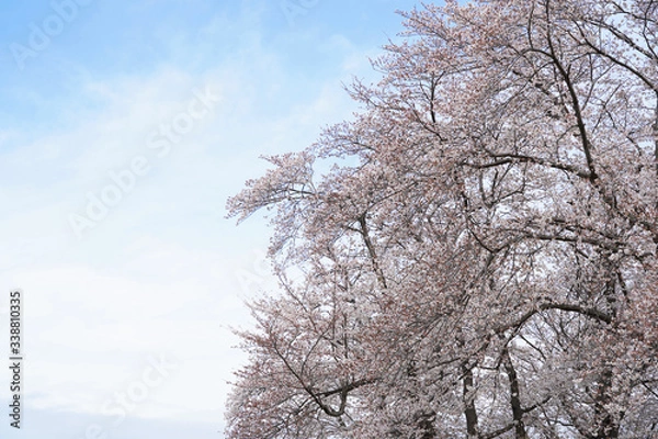 Fototapeta 桜（満開、空、花見、春、卒業、入学など）