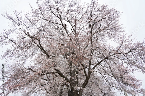 Fototapeta 桜（満開、空、花見、春、卒業、入学など）