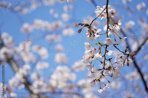 Fototapeta 桜（満開、空、花見、春、卒業、入学など）