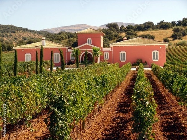 Obraz uprawa winorośli