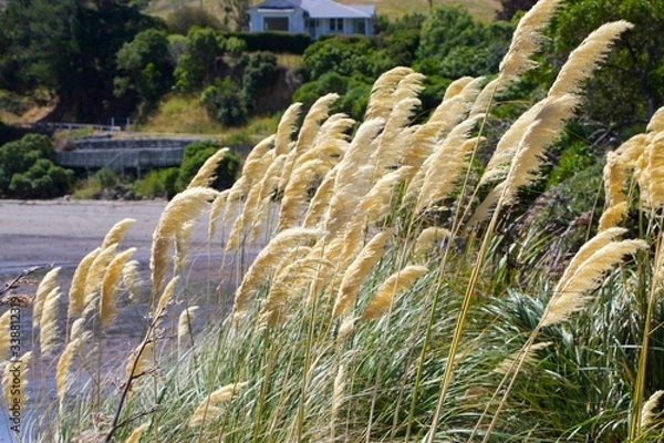 Obraz grass on the beach