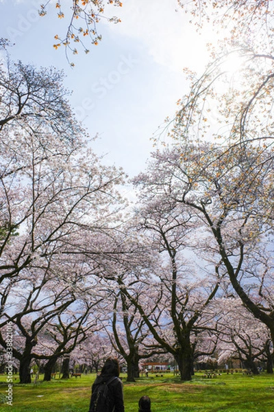 Fototapeta 桜と空