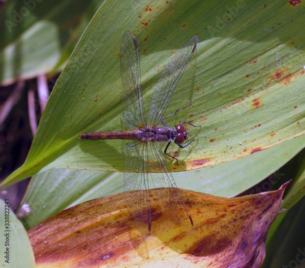 Fototapeta Beautiful dragonfly on green leaf macro photo