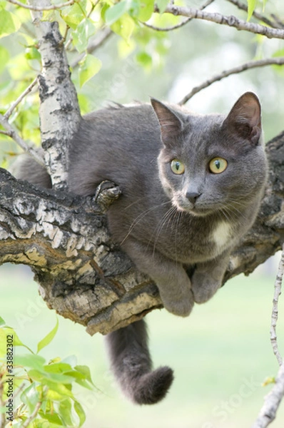 Fototapeta curious cat on a tree