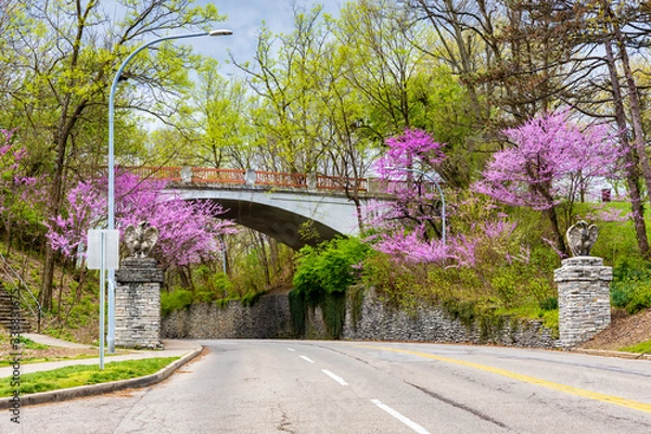 Fototapeta Blooming Flowers and Trees on Pedestrian Bridge in Spring in Cincinnati, USA