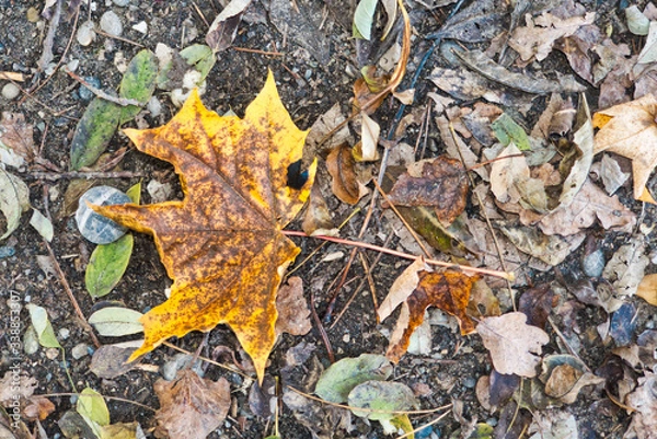 Fototapeta Herbstblatt