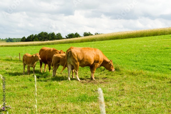Obraz Limousine Cows