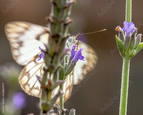 Obraz Butterfly on Lavender