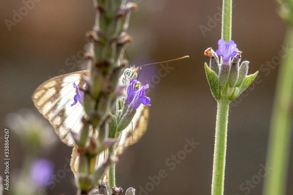 Obraz Butterfly on Lavender