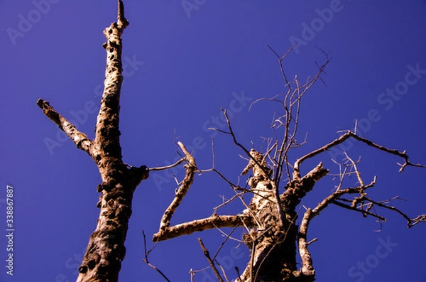 Obraz dead tree branches