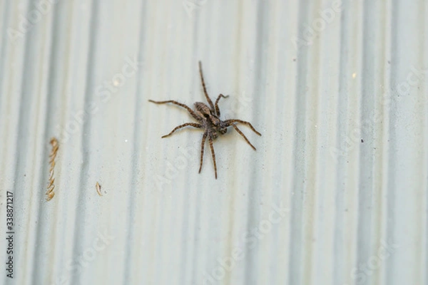 Obraz Thin Legged Wolf Spider in Springtime