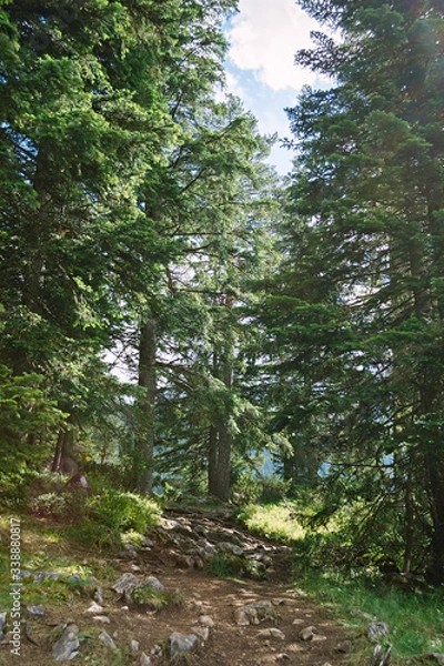 Fototapeta Beautiful summer scene of Durmitor Nacional Park, Zabljak location, Montenegro, Europe