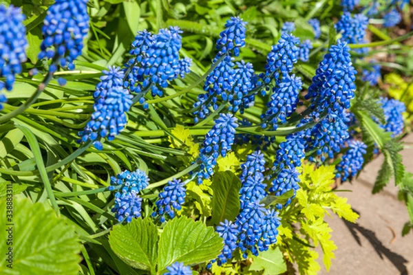 Fototapeta n may, mouse hyacinth bloomed in flower beds in city courtyards and gardens in may.