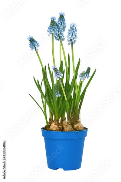Obraz Muscari	