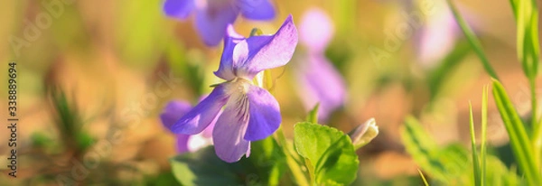 Fototapeta Blühende wilde Veilchen