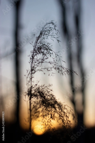 Obraz sunset in wild nature
