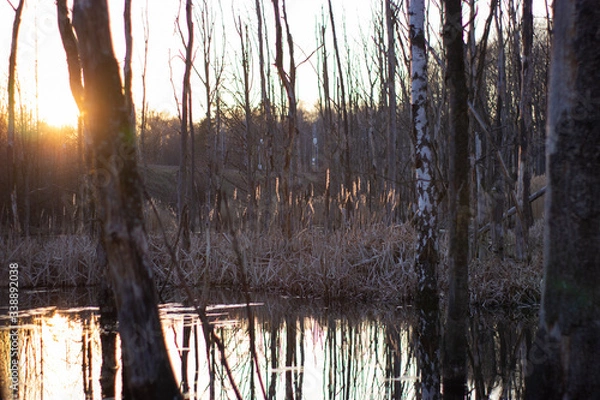 Obraz sunset in wild nature
