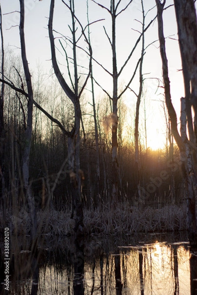 Obraz sunset in wild nature
