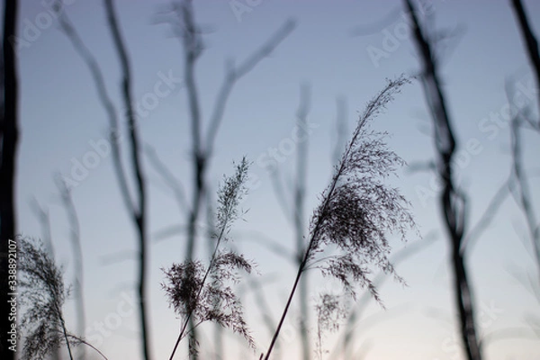 Obraz sunset in wild nature
