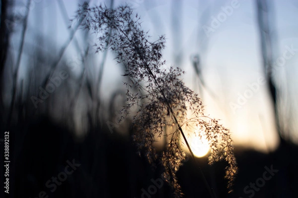 Obraz sunset in wild nature
