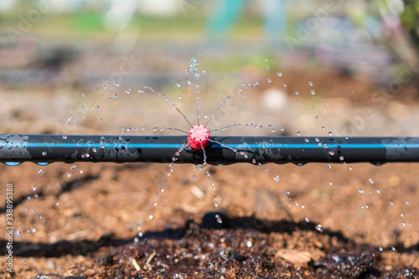Fototapeta Sprinkler systems, drip irrigation, watering lawns. Drip Irrigation System Close Up. Water saving drip irrigation system being used in a organic onions field