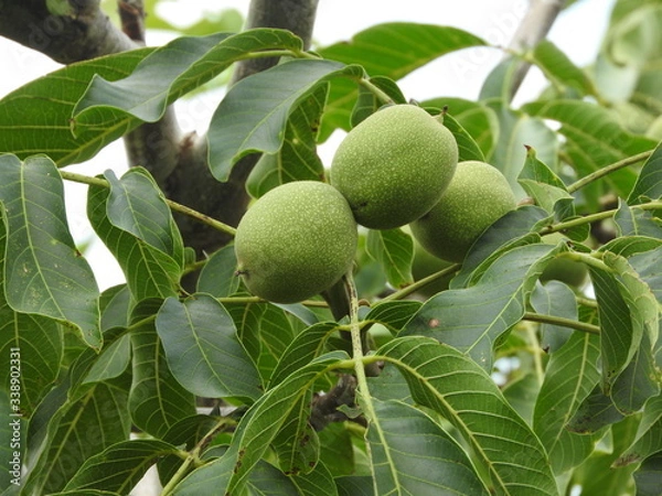 Fototapeta green walnut tree close up