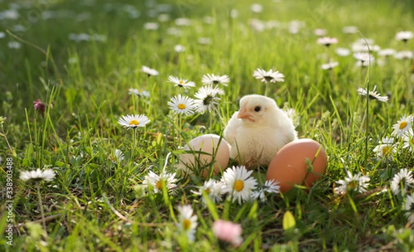 Obraz easter chick in grass