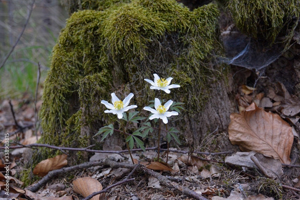 Fototapeta Windflover in the forest
